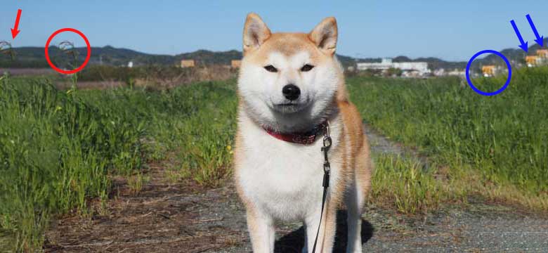 コンテンツに応じた塗りつぶし