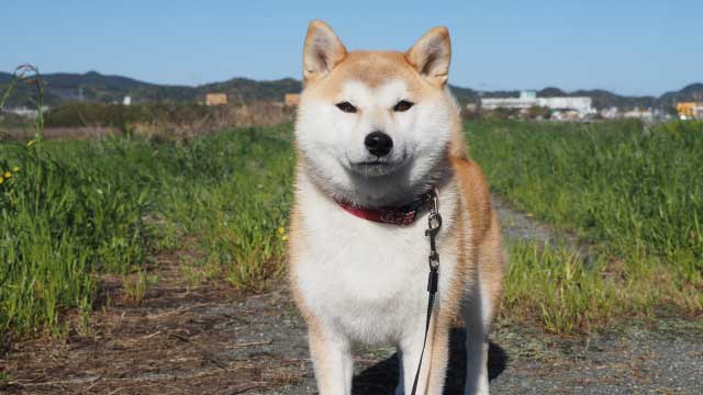 コンテンツに応じて拡大・縮小のオリジナル画像