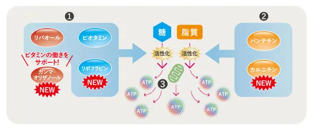 糖と脂肪をカラダのエネルギーに変換